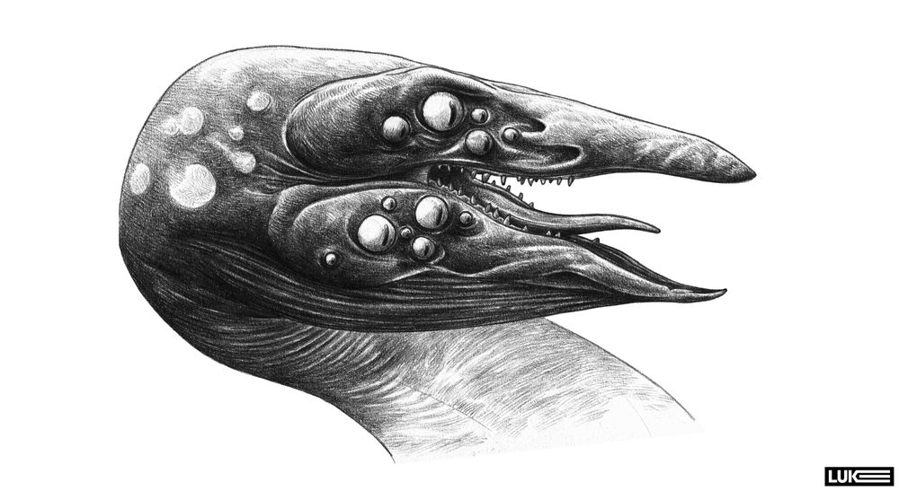 Alien serpent concept. Portrait, pencil on 110gsm paper. Black and white. Large beaked mouth with small, pin-like teeth. Multiple eyes on each side of his head  