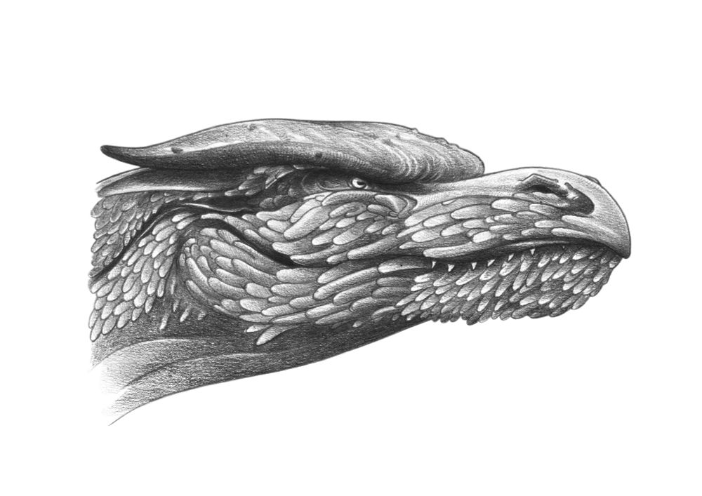Dragon concept. Portrait on 110gsm paper. Black and white. Heavily scaled from the nose down his face and neck. Mouth closed, only a few small teeth poking out. 