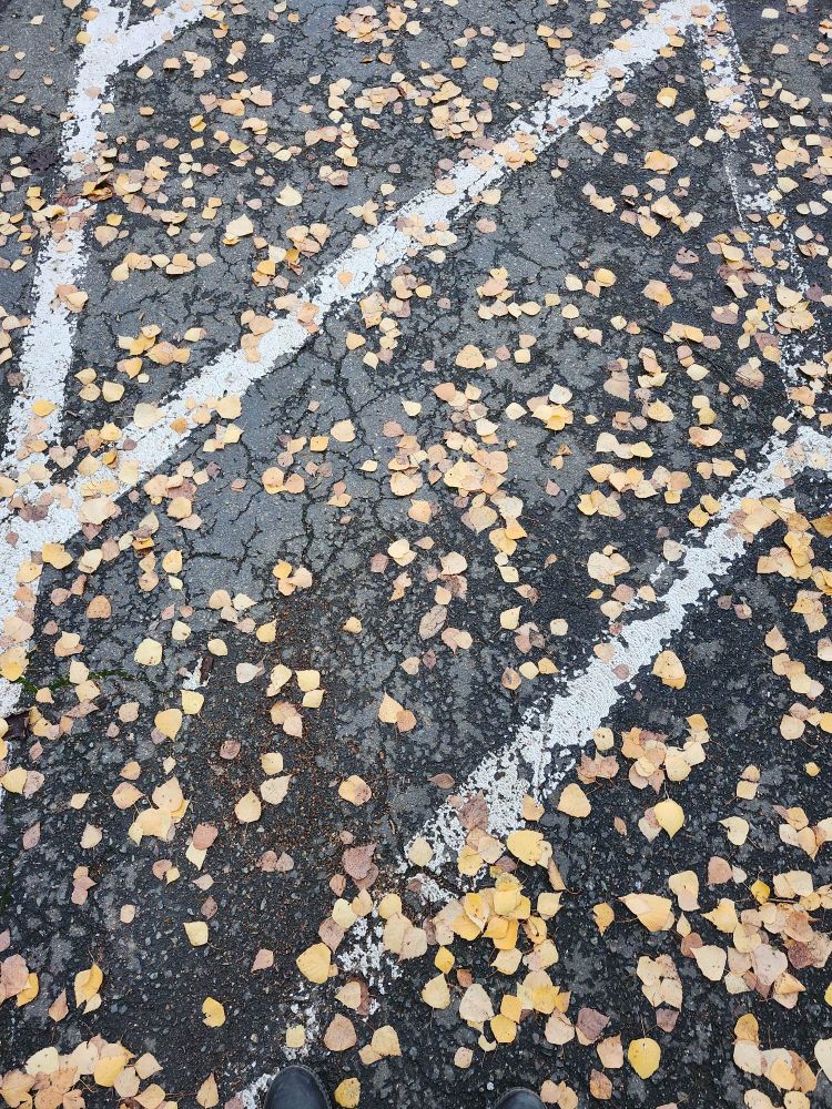 A cross walk, with white diagonal lines, dotted with various shades of yellow aspen leaves