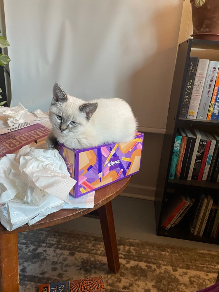 A white and gray kitten lying on top of a box of tissues next to a small pile of tissues