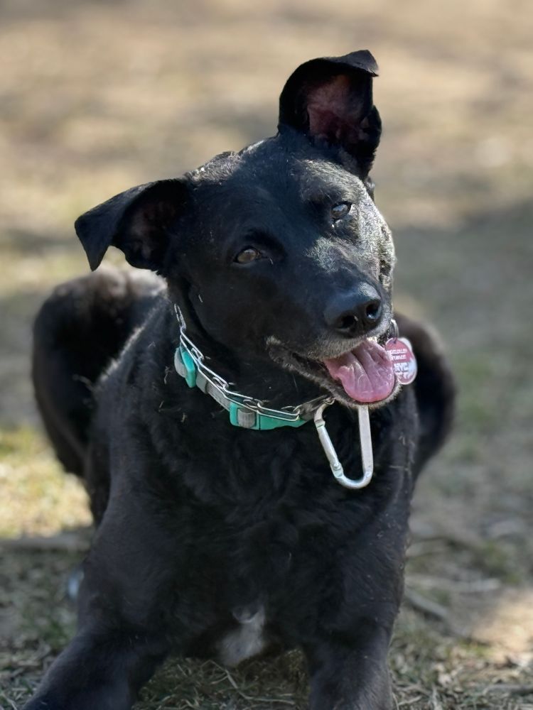 A black dog lies on the winter grass and cocks her head with an open mouth