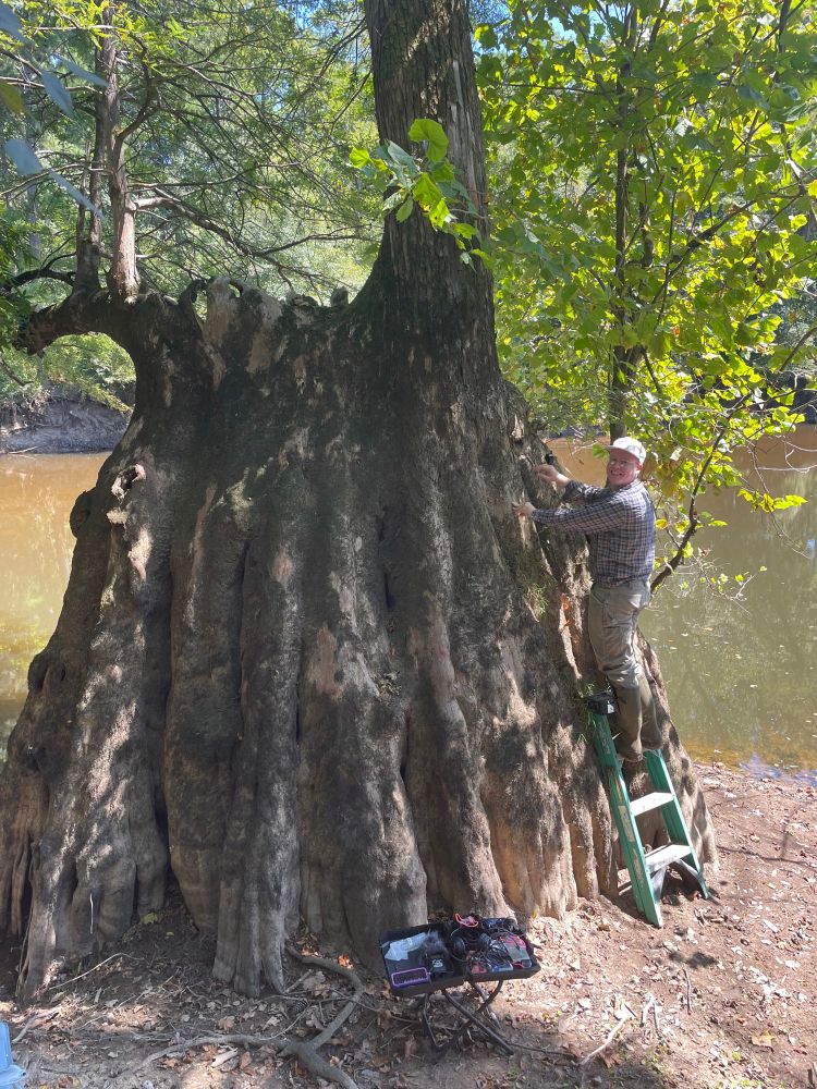 Me standing on a small ladder on the right side of this absolutely enormous tree along the nottoway. The river bank is muddy and the river is brown. Two sycamore trees grow out of the side that I am on. The tree kind of resembles a pointing finger coming out od the mud.