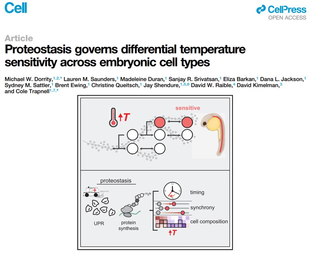Embryo-wide profiling of transcription, timing, and cell composition in zebrafish reveals processes that limit development robustness under increasing temperatures.