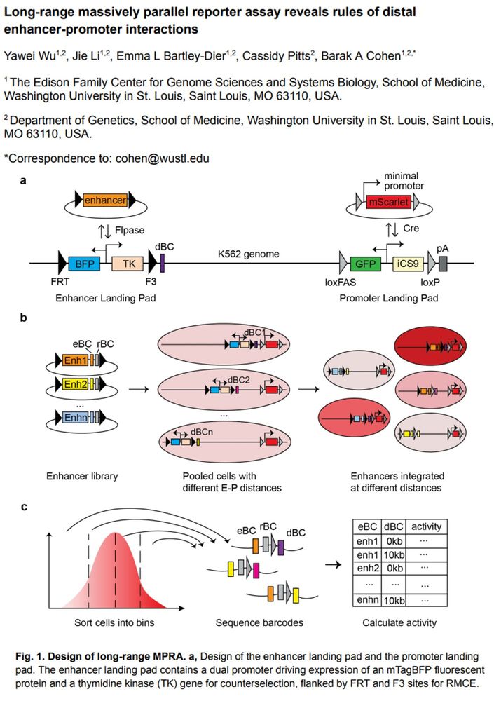 From the BioRxiv pre-print article "Long-range massively parallel reporter assay reveals rules of distal enhancer-promoter interactions" by Yawei Wu et al. 
Fig. 1. Design of long-range MPRA. a, Design of the enhancer landing pad and the promoter landing
pad. The enhancer landing pad contains a dual promoter driving expression of an mTagBFP fluorescent
protein and a thymidine kinase (TK) gene for counterselection, flanked by FRT and F3 sites for RMCE.
available under aCC-BY-NC 4.0 International license.
was not certified by peer review) is the author/funder, who has granted bioRxiv a license to display the preprint in perpetuity. It is made
bioRxiv preprint doi: https://doi.org/10.1101/2025.04.21.649048; this version posted April 22, 2025. The copyright holder for this preprint (which
The promoter landing pad expresses the mEmerald fluorescent protein and iCaspase9 for
counterselection and is flanked by loxFAS and loxP sites for orthogonal RMCE. b-c, Workflow of
long-range MPRA. eBC: enhancer barcode; rBC: random barcode; dBC: distance barcode. A barcoded
enhancer library is integrated into pooled long-range landing pad cells through Flpase-facilitated
recombination. After counterselection with Ganciclovir, cells with successful integration are enriched.
Cells are sorted into different bins based on mScarlet fluorescence level. Genomic DNA is extracted from
each bin; barcodes are amplified and sequenced. Reporter gene expression of each enhancer at each
distance is calculated as the weighted average of fluorescence levels across bins. 
