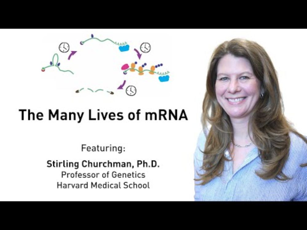 The Many Lives of mRNA