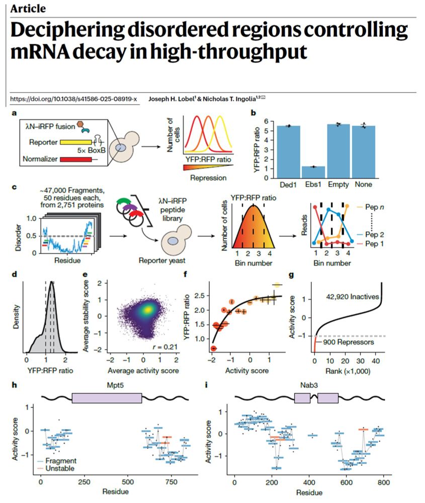 Schematic of the fluorescence-based tethering assay as described in the recently published Nature paper by Joseph Lobel and Nick Ingolia, "Deciphering disordered regions controling mRNA decay in high-throughput".