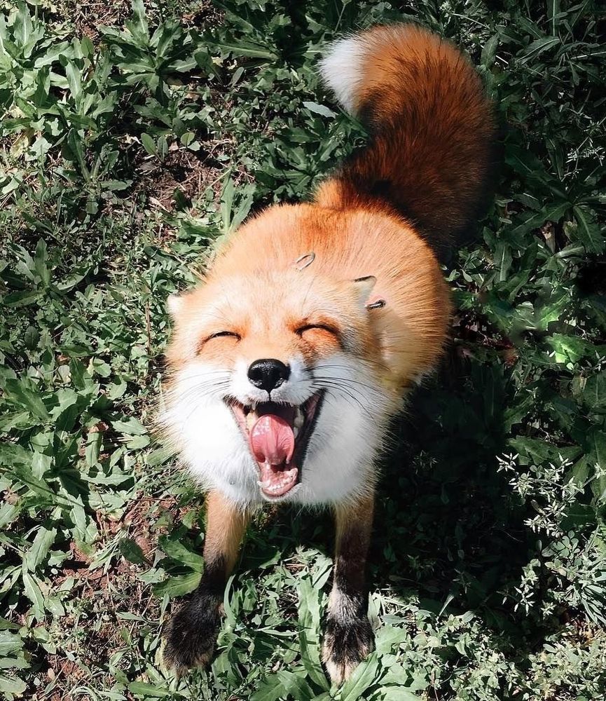 fox sitting on the grass with a big smile on its face :)