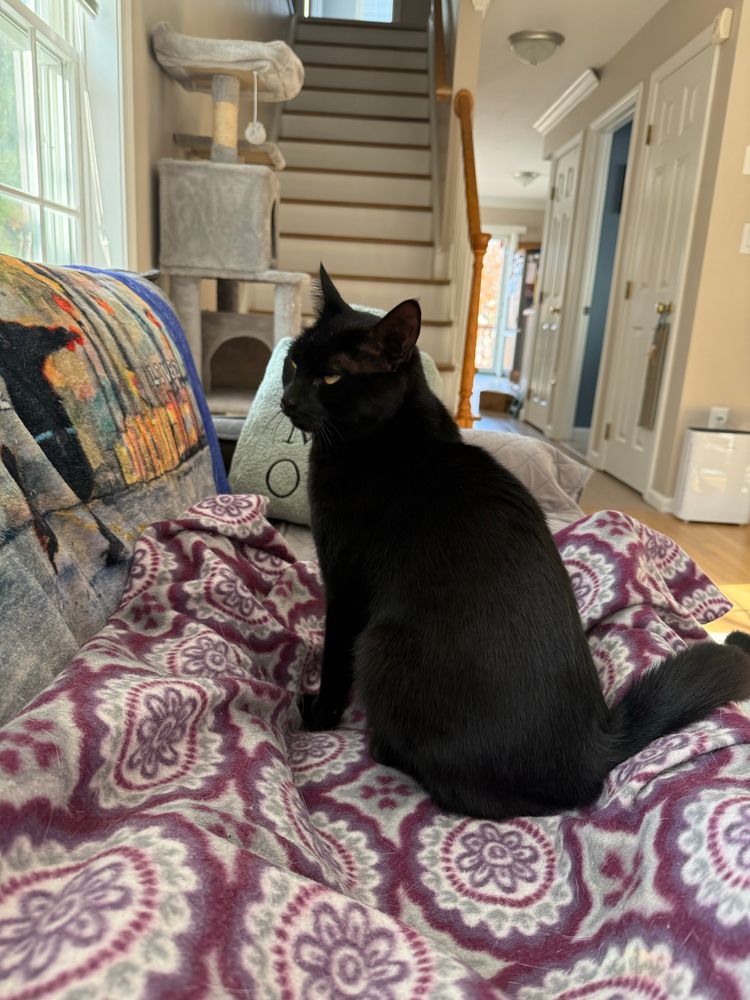 Black cat sits on multicolored blanket on a couch