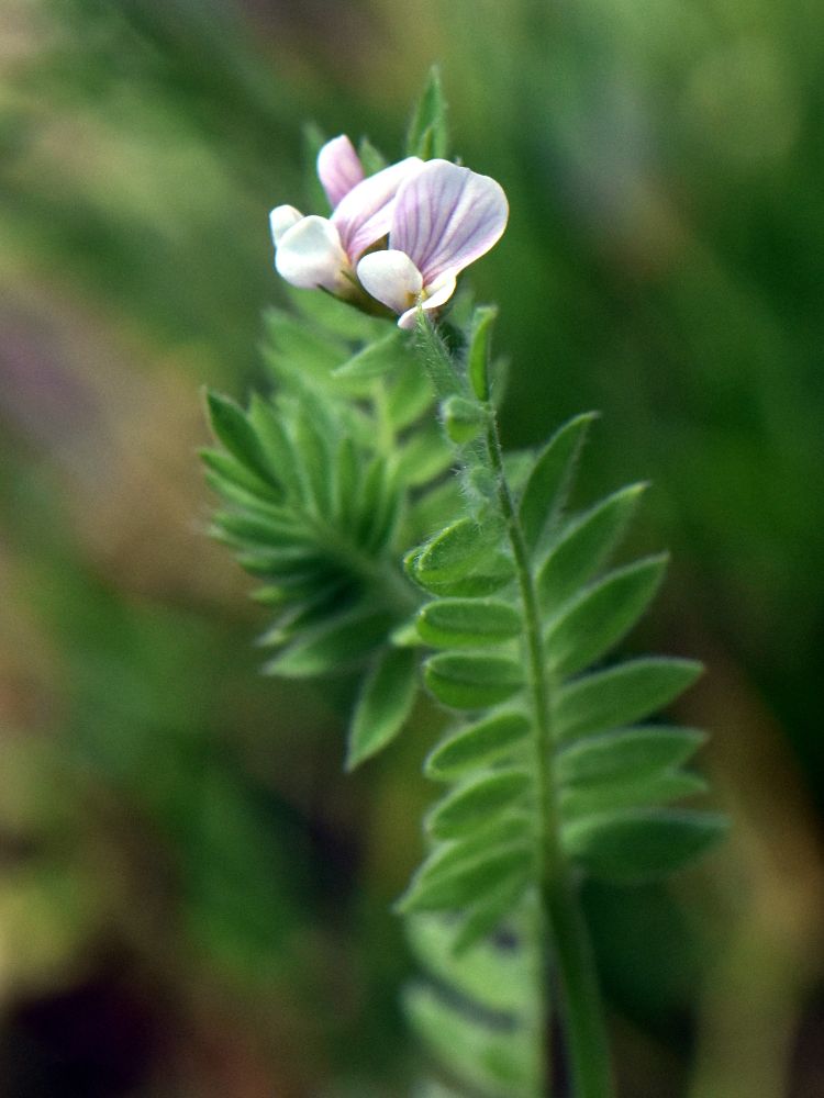 Ornithopus sp. ... sativus ?