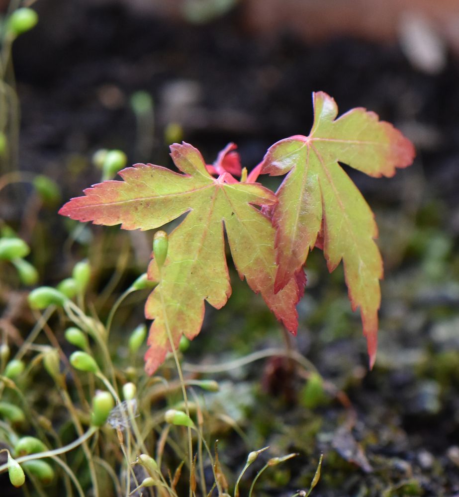 Acer sp. (Erable du Japon ou palmé ?)