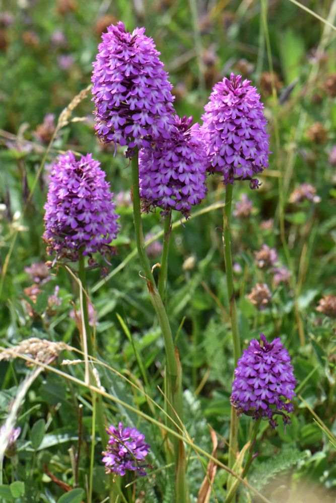 Visite annuelle au groupe d'Anacamptis pyramidalis du cimetière