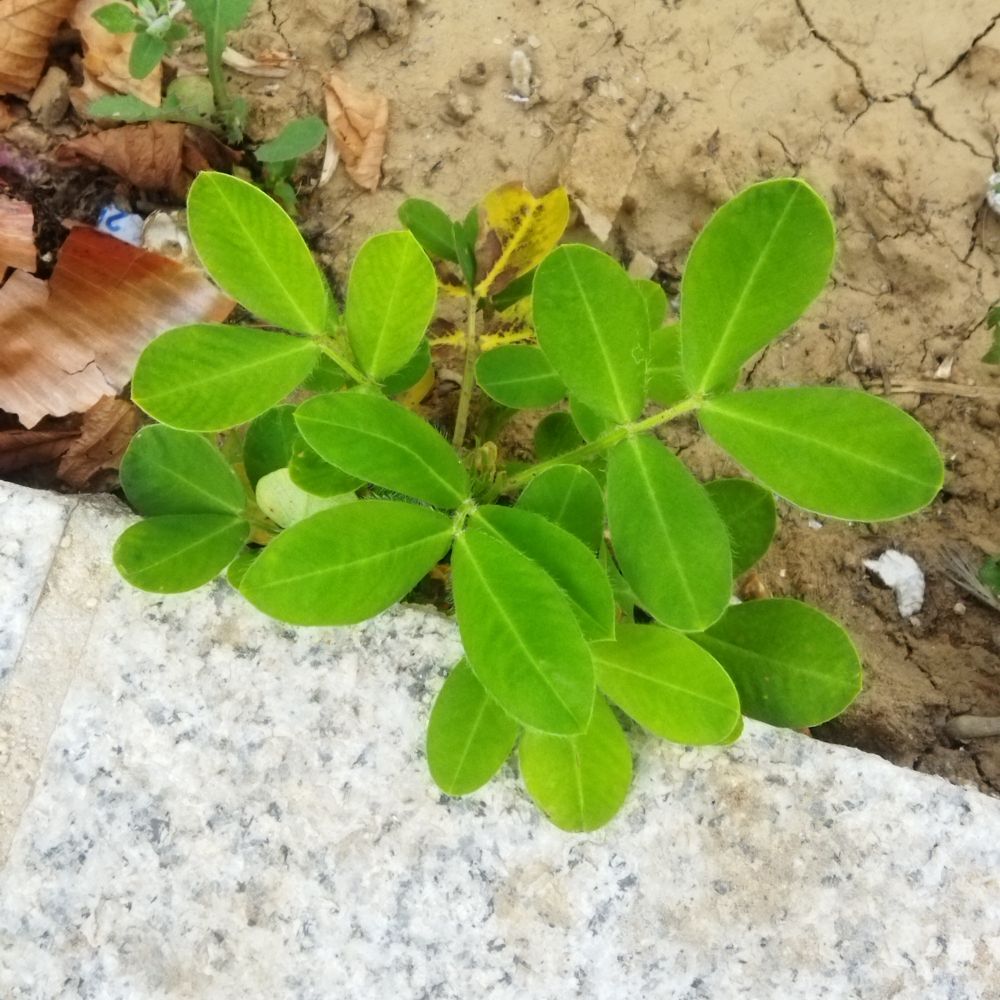 Plante à feuilles composées, paripennées, de 10cm de hauteur max, poussant dans la terre, en bord de chaussée piétonne.
