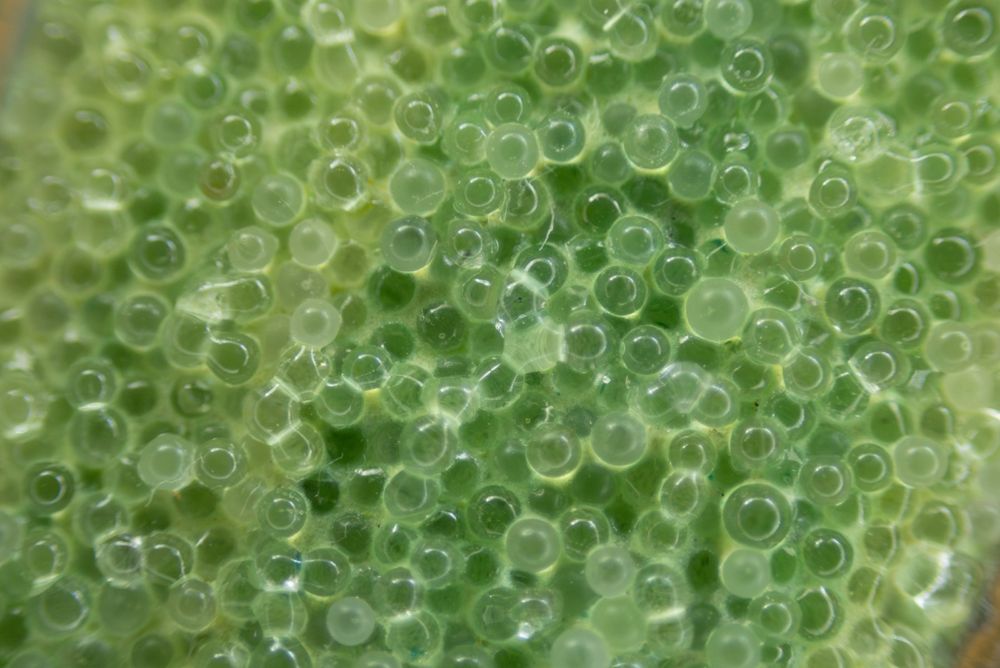 a macro photograph showing the fused green beads of the coraline process