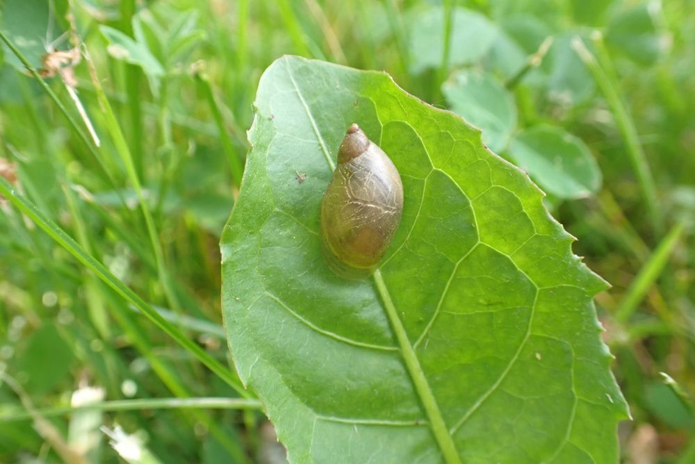 a macro photo of a light brown snail on a large green leaf, blurry grass in the distance. our dog found it and was mighty chuffed, so we took a photo for posterity