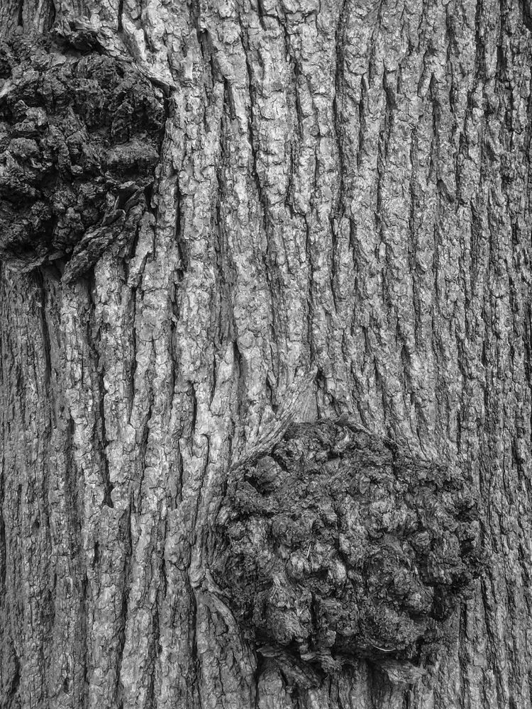 a black and white photo of a tree showing two large burls gnarling out of the rough textured ground. its a close photo and its all bark