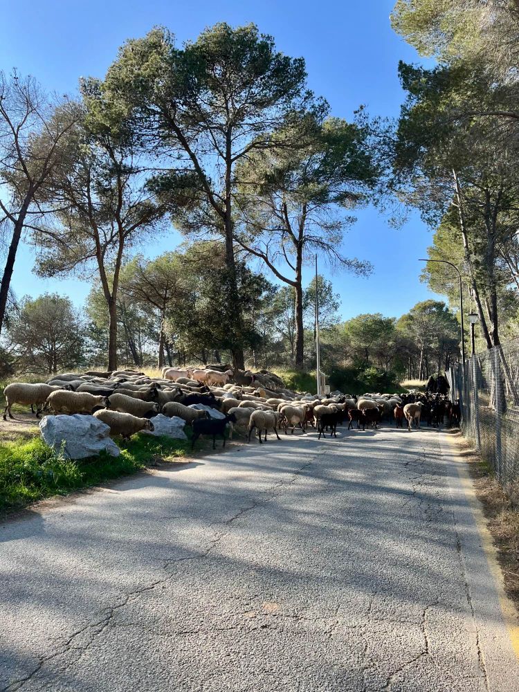 Flock of sheep crossing a road on the university campus of the UAB Barcelona
