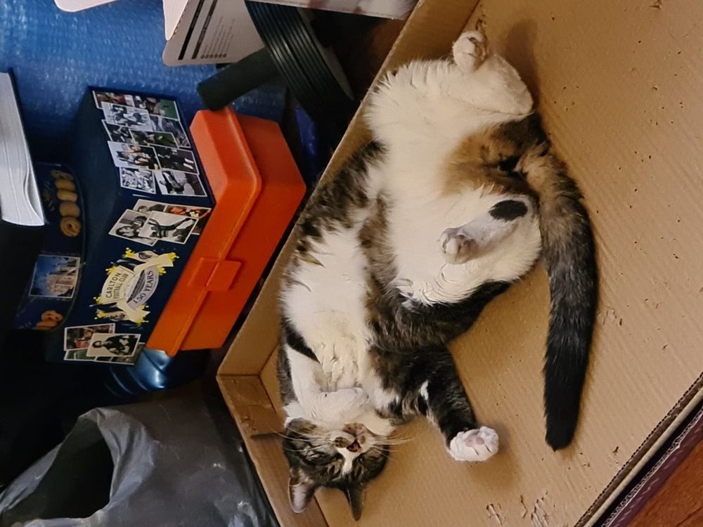 Picture of my tabby & white cat Bella laying on her back in a box with her legs apart. Very relaxed!