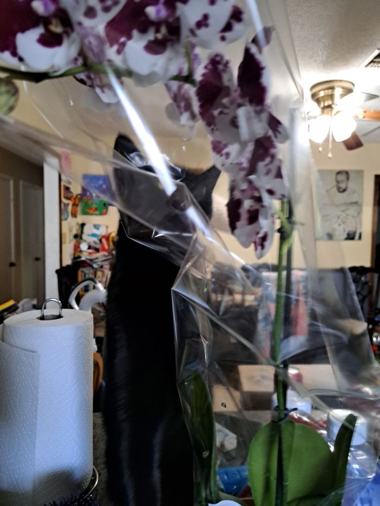 Black cat attacking an Orchid paint wrapped in a celephone bag. 