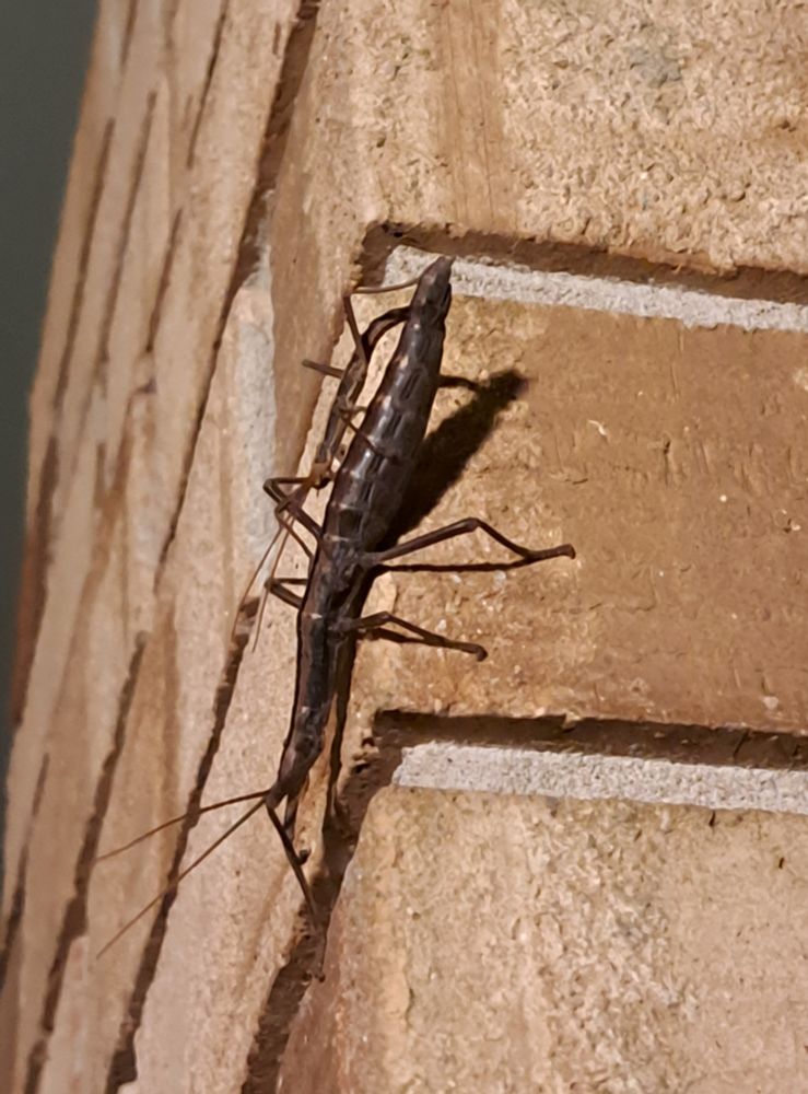 A three inch walking stick bug with a smaller and thinner walking stick mounted on top. They are on a brick structure