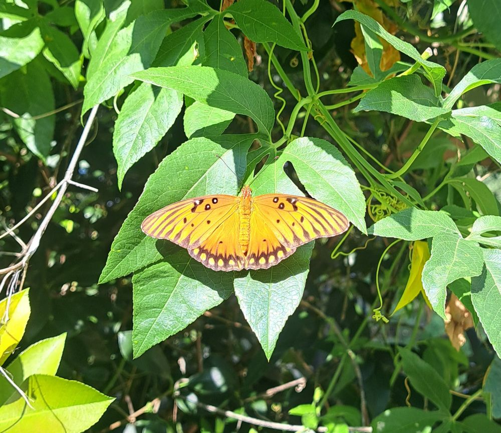 Orange butterfly with black.and silver markings on the wings 