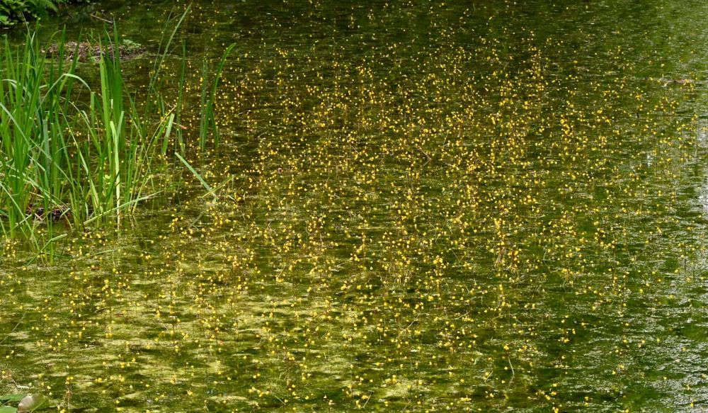 Heel veel gele dotje in een sloot; dit zijn de bloeiwijzen van groot blaasjeskruid. 