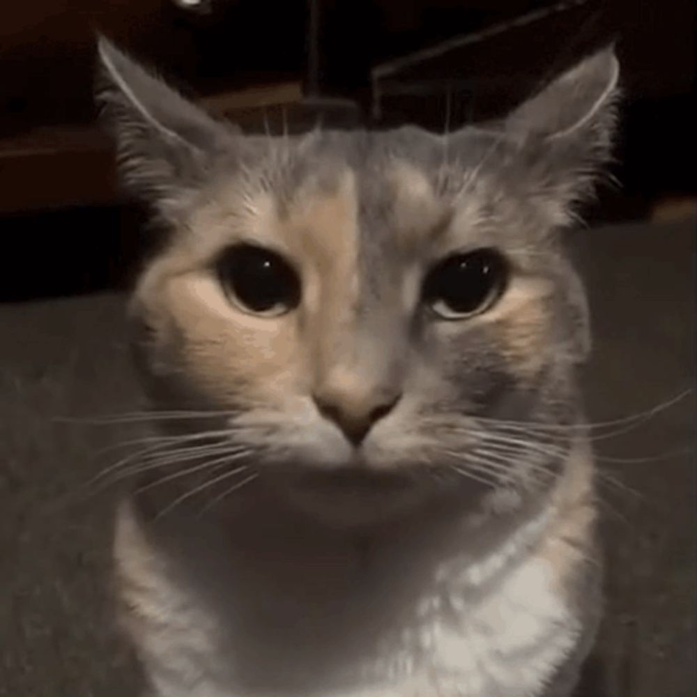 a close up of a cat 's face looking at the camera in a dark room .