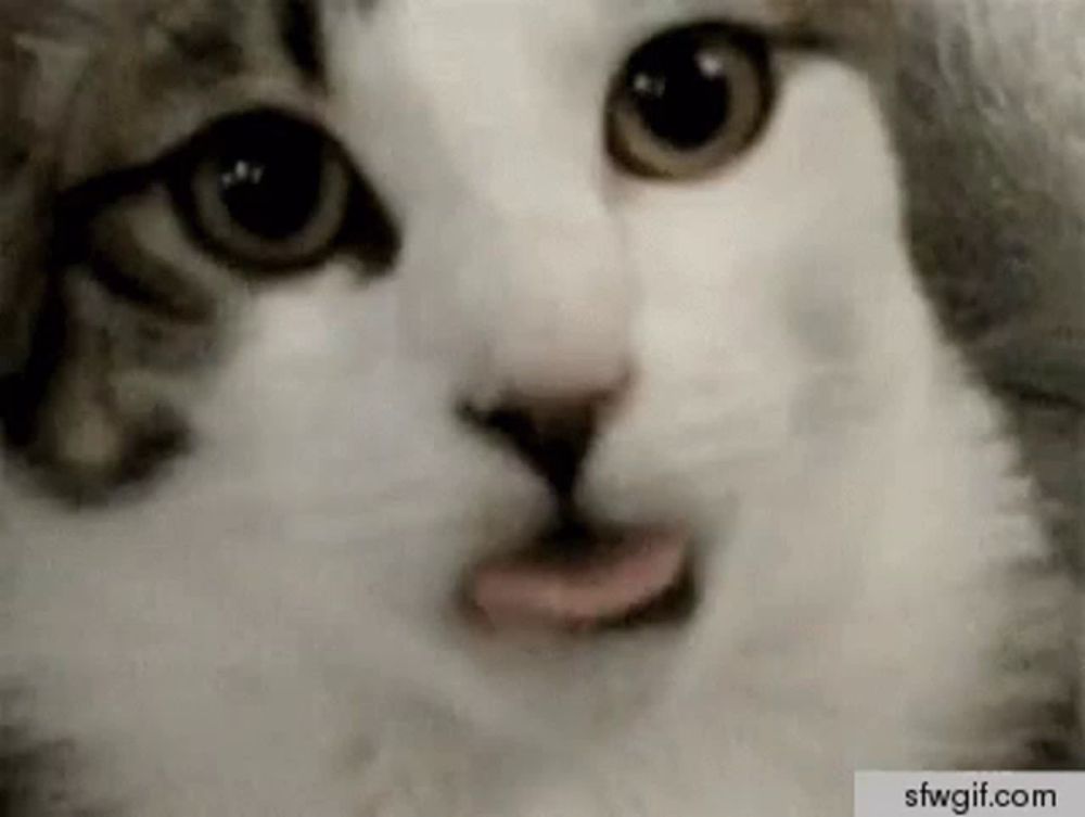 a close up of a cat 's face sticking its tongue out .