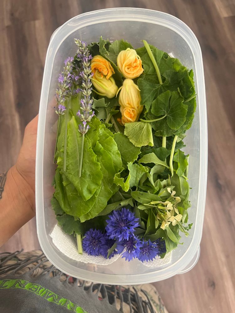 A beautiful salad i picked for a friend. All edible goodies!