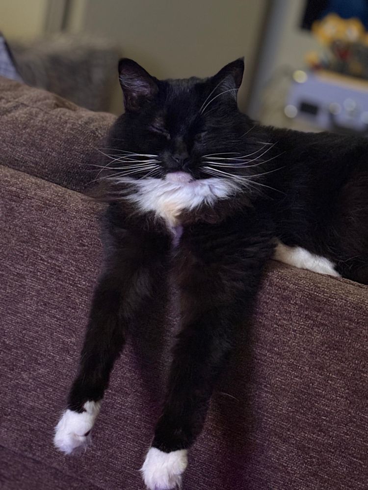 Hades, a fluffy tuxedo cat, sitting on the edge of a brown couch with his eyes shut. His little arms hang off the edge stiffly - this is something he does when he’s extra sleepy and comfy for whatever reason. 