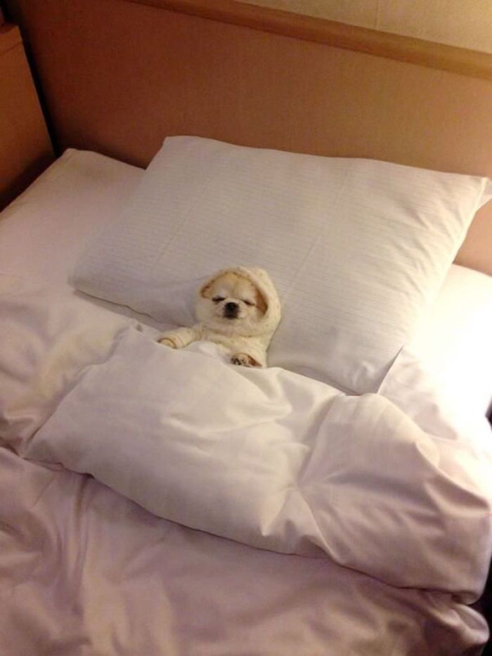 A picture of a small dog in a little hoodie resting in bed like a little guy 