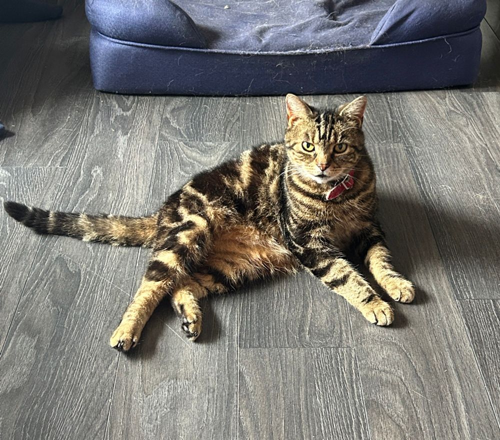 A cat called Luke laying down on a living through floor.
