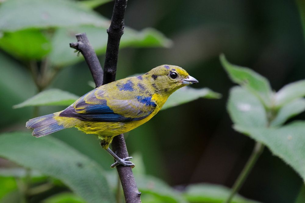 foto colorida de um juvenil macho de gaturamo-verdadeiro. ele é um pássaro todo amarelo, com as asas, costas e nuca manchados de penas escuras.