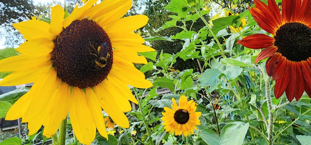 A wide photo of mixed sunflowers. The sunflower on the left most side is the largest with a bright yellow halo of petals. At the center is a happy bumblebee feeding. At 4 o clock to this sunflower is another smaller bloom in the background, with another species of bee feeding. On the right most side is an autumn beauty sunflower, haloed in deep burnt orange petals. These blooms are the focal points of the photo but there are more stalks, leaves, and blooms obscured in the background. The photo is at a low angle so the tree tops and sunny sky are seen in the background as well.
