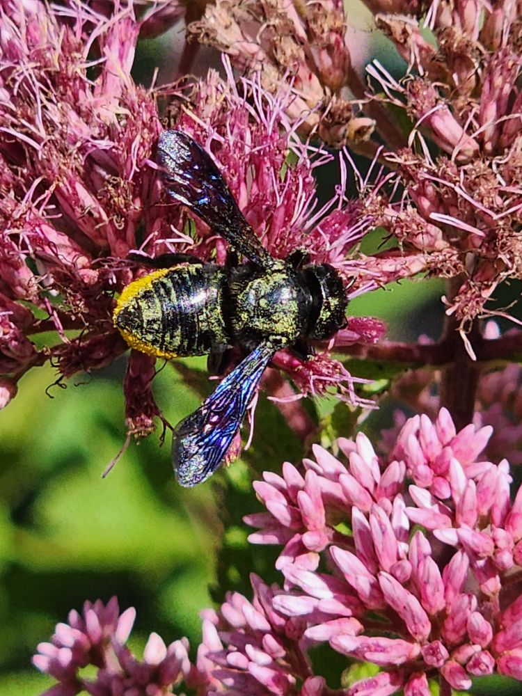 Suspected Megachile sp. on pink Joe Pye weed flowers. Blue and purple iridescent but modest, thin, and wide spaced wings. Dusty with pollen, underside of abdomen flocked in yellow.