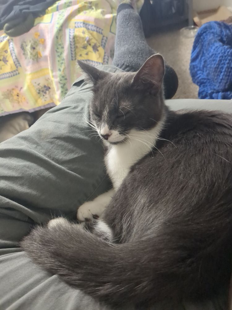 A gray and white cat with its eyes closed resting on a lap.