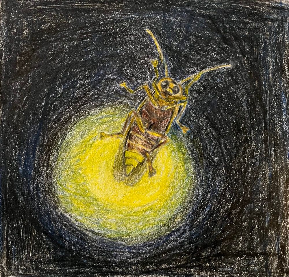 Color pencil drawing of the stomach side of a fire fly with a silly face