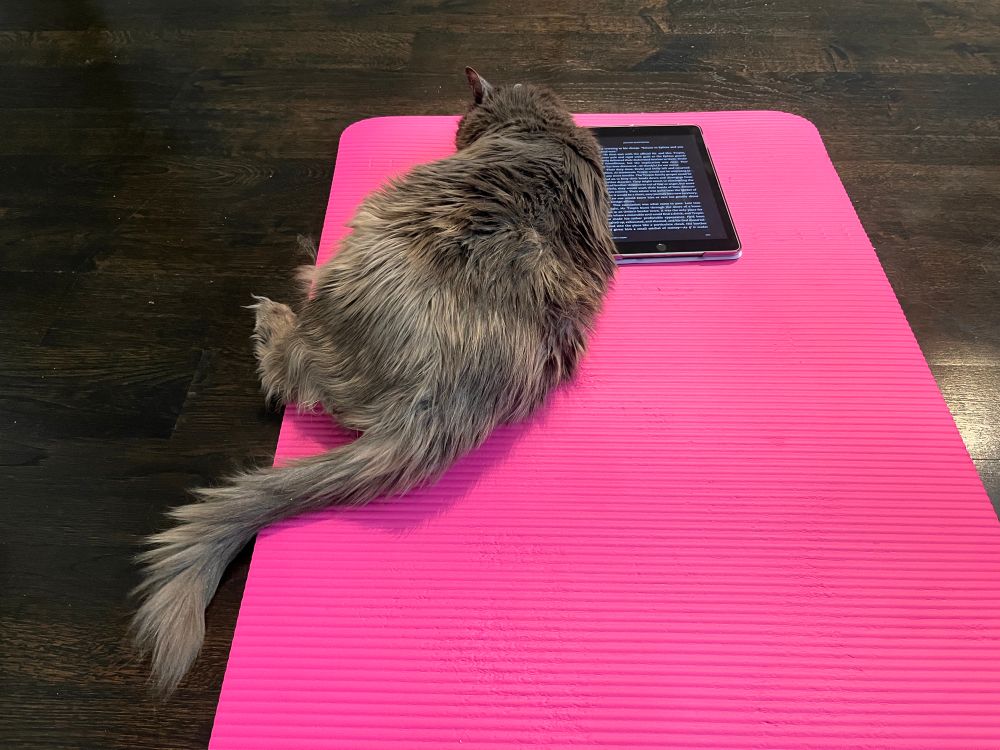 Image of a grey cat laying on a pink yoga mat blocking the view of a iPad with a page of a book on it