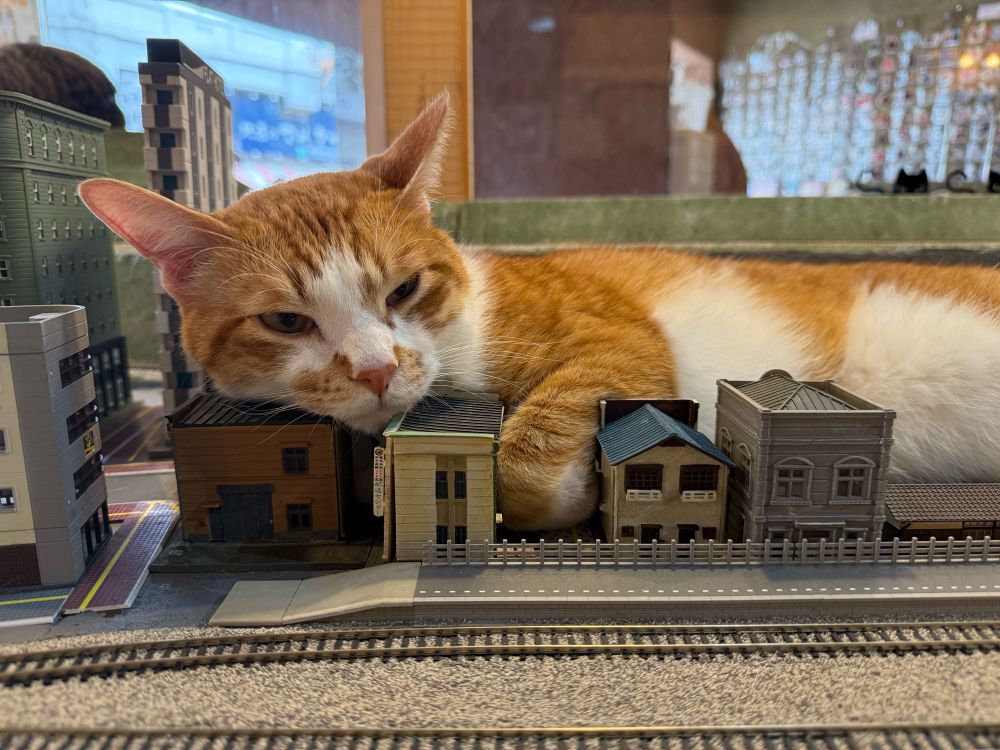 A cat laying down on a model railroad display, resting his head on and paw between buildings