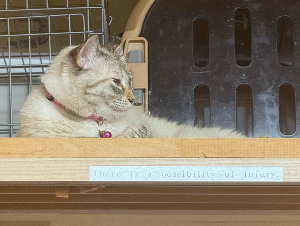 A cat on a shelf in back that has not been nice enough to meet with cafe visitors. A sign below his space says (in English) “There is a possibility of injury.”