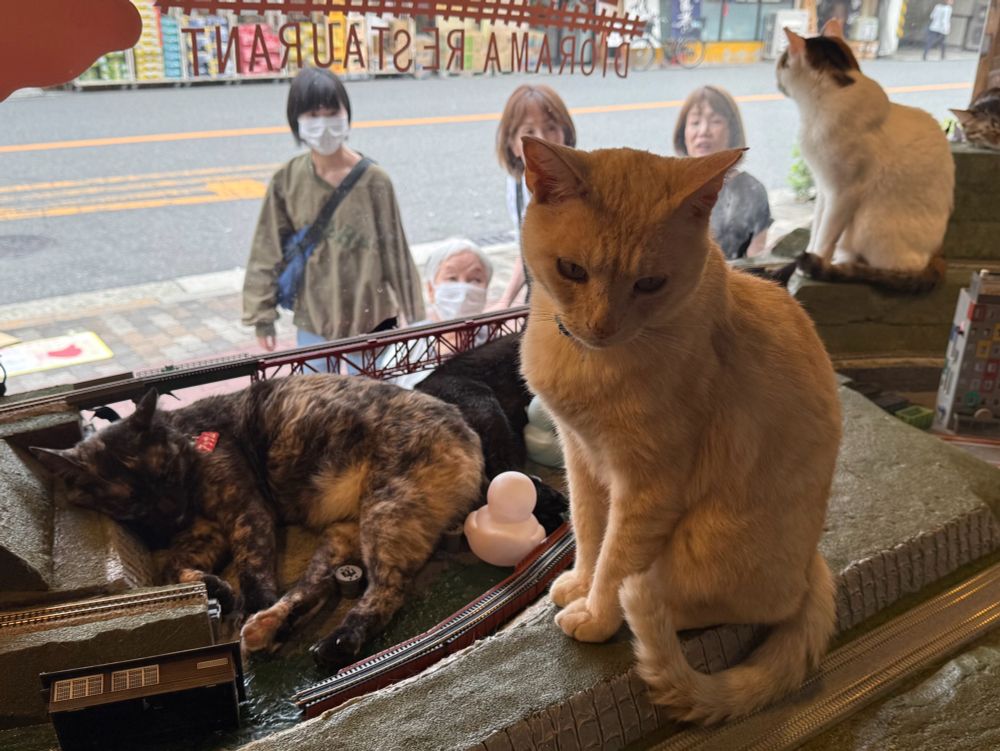 Cats perch and sleep in a model railroad display in the window of a cafe while passersby watch