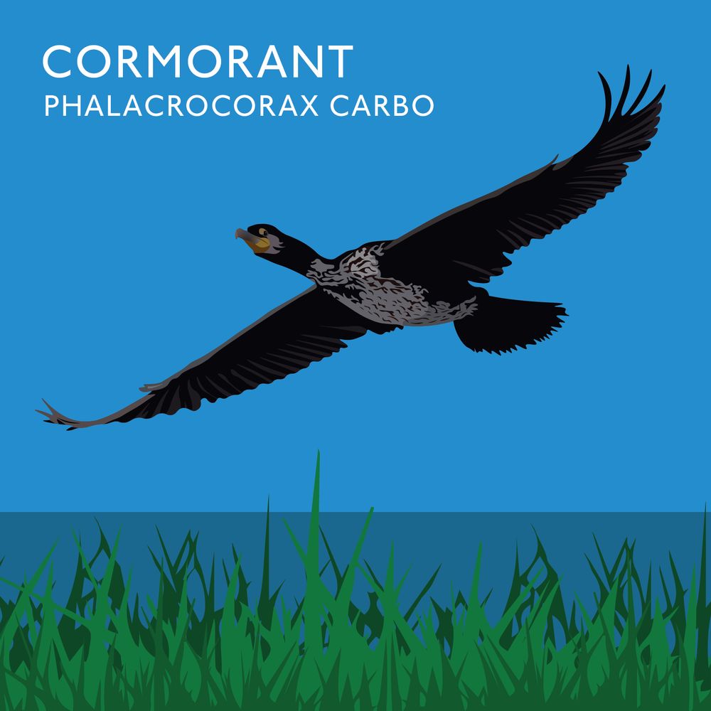 Illustration of a Cormorant aflying in the sky over some grass next the sea. 