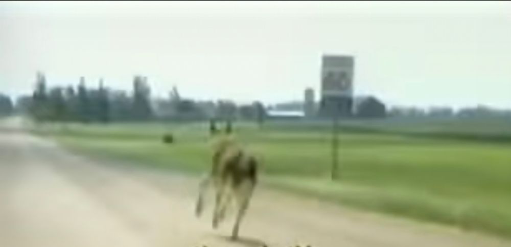 Screenshot from littlest hobo opening credits introduction showing a large German Sheppard running away from the camera down a highway. 