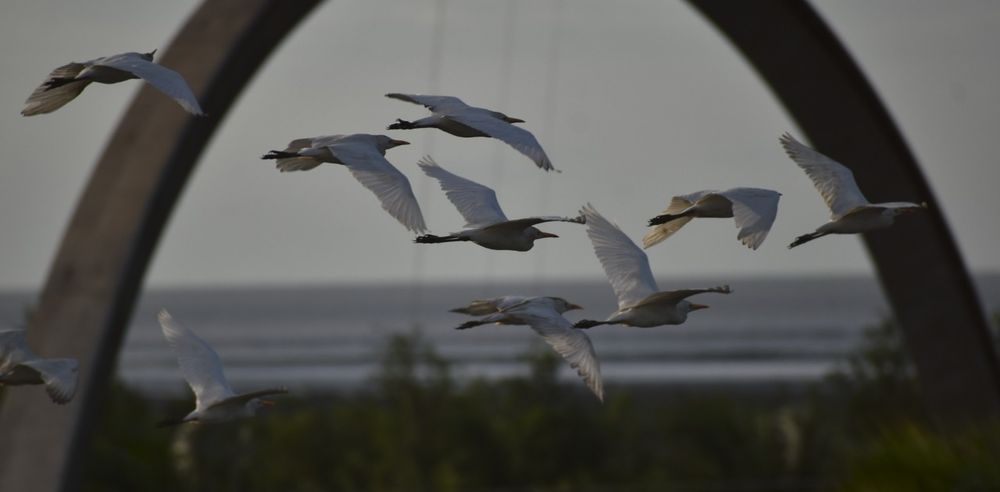 Birds flying past thr East Coast Demerara arch in Guyana  
