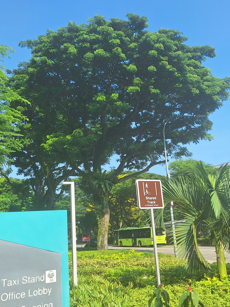 Green space showing wonderful old growth trees along a public road in singapore 