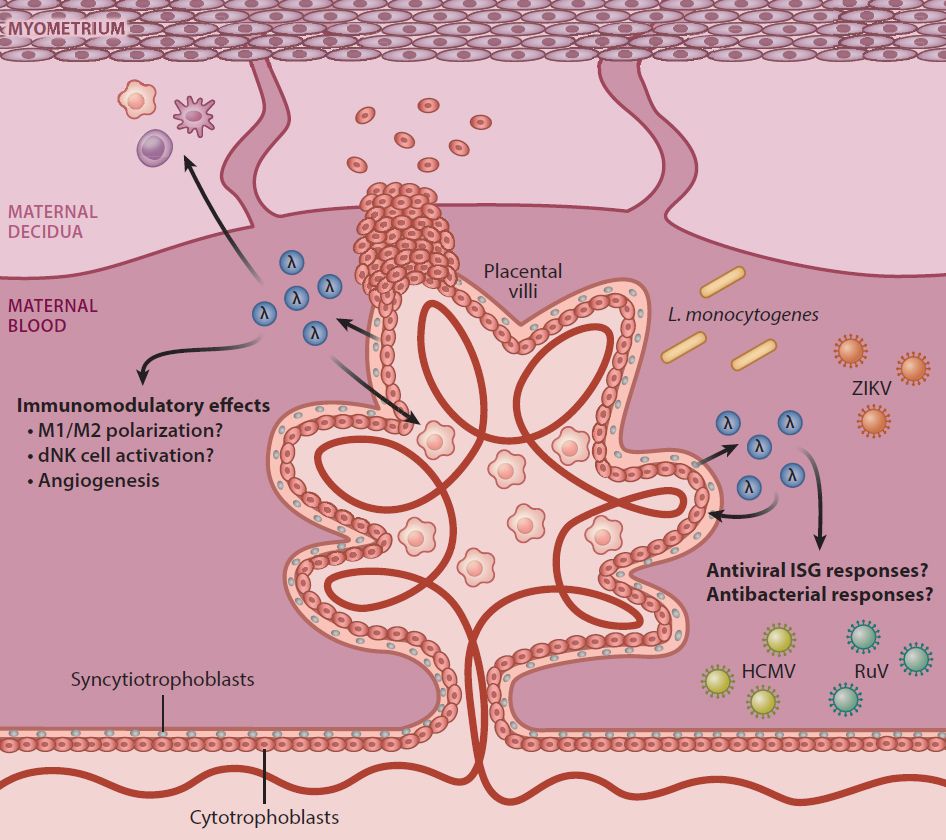 Dedloff 2024 Ann Rev Virol Fig 2: diagram summarizing the antiviral and immunomodulatory effects of IFN-L at the maternal-fetal interface