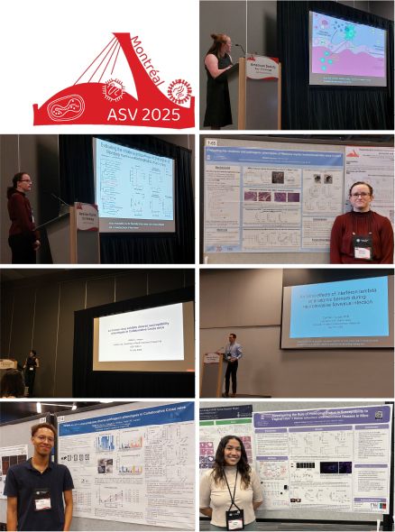 Composite photo of Lazear Lab members during their presentations. Margaret, Mikhala, Abbie, and Cormac are giving oral presentations; Mikhala, Nigel, and Celeste are standing in front of photos. An ASV 2025 meeting logo is at the top.