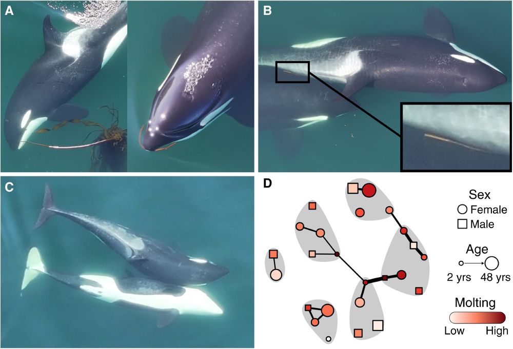 (A) Fashioning kelp stipes for allokelping. (Left) J41 grasps a kelp stalk by the holdfast end and (right) detaches a short segment. (B) J19 and J51 allokelping with the kelp stipe visible between them (inset). (C) J56 exhibiting an S-pose while allokelping with J57 (inverted). (D) J pod allokelping network. Nodes (circles/squares) represent individuals, while edge (lines) thickness indicates the observed rate of allokelping. Grey polygons demarcate matrilines. Node size indicates age, shape indicates sex, and color indicates relative level of skin molting as indicated in the legend. Aerial images collected under NMFS research permit 27038.