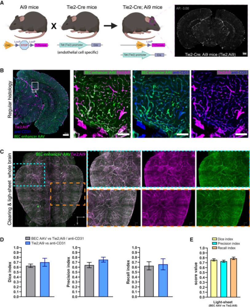Velazquez-Rivera et al. have developed and validated a set of new BEC-enhancer AAV
vectors that allow for selective genetic labeling of, and access to, brain endothelial
cells (BECs). These useful too...
