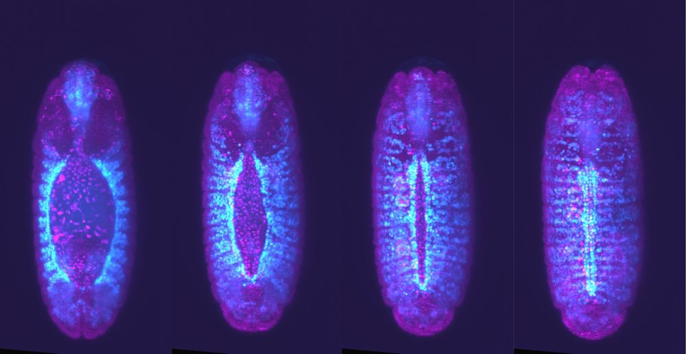Fly embyro with cells labeled to show heart formation. The heart (cyan) forms from two distant regions of the embryo (far left). These regions migrate to the embryo midline, where they fuse into a tube to make the first heart structure (far right). Precise alignment and pairing of these cells are crucial for proper heart development.
