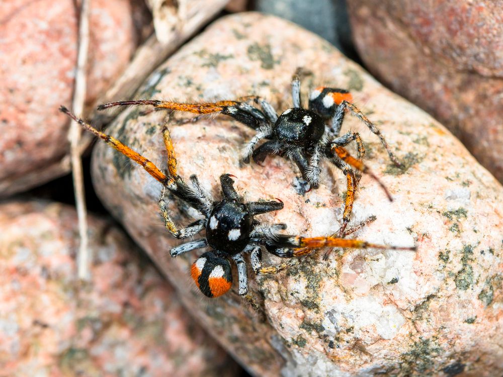 Philaeus chrysops CREDIT Anatoly Ozernoy